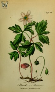 Anemone nemerosa. Sammtlich Giftgewache Deutschlands (1854). Free illustration for personal and commercial use.