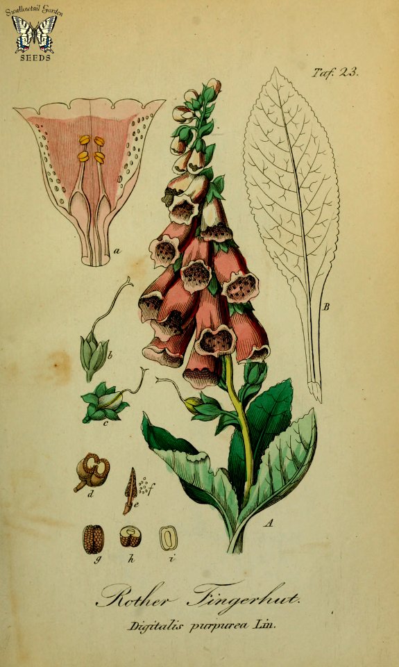 Foxglove (Digitalis purpurea). Sammtlich Giftgewache Deutschlands (1854)