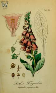 Foxglove (Digitalis purpurea). Sammtlich Giftgewache Deutschlands (1854)