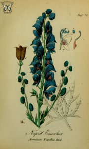 Wolfsbane. Aconitum napellus. Sammtlich Giftgewache Deutschlands (1854). Free illustration for personal and commercial use.