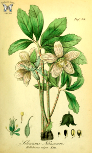 Christmas Rose. Helleborus niger. Sammtlich Giftgewache Deutschlands (1854). Free illustration for personal and commercial use.