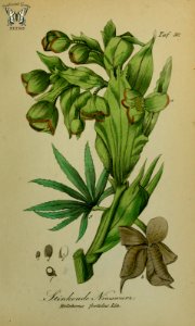 Helleborus viridus. Sammtlich Giftgewache Deutschlands (1854). Free illustration for personal and commercial use.