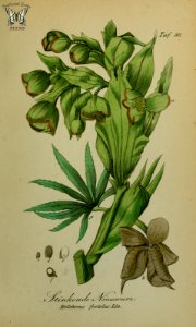 Helleborus viridus. Sammtlich Giftgewache Deutschlands (1854)