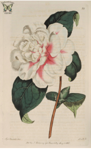 Camellia japonica. Botanical Register, vol. 1 (1815). Free illustration for personal and commercial use.