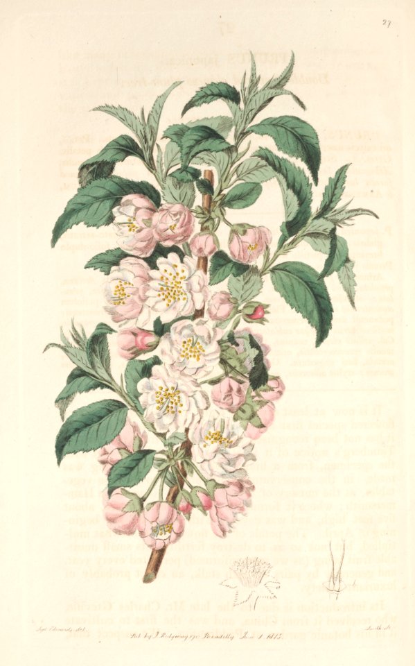 Prunus japonica. The Botanical Register, vol. 1 (1815)