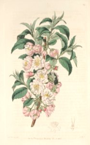 Prunus japonica. The Botanical Register, vol. 1 (1815). Free illustration for personal and commercial use.
