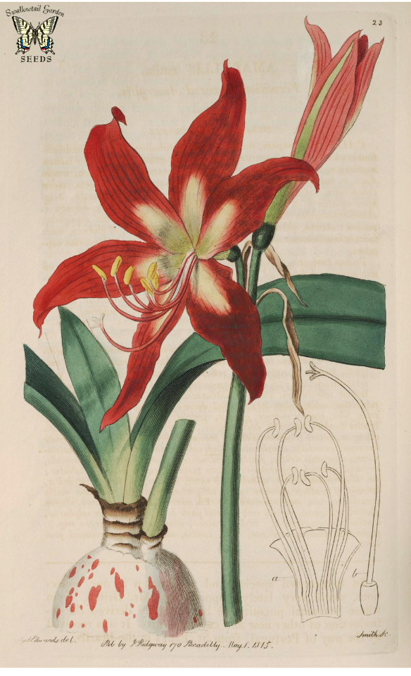 Hippeastrum striatum [as Amaryllis]. The Botanical Register, vol. 1 (1815). Free illustration for personal and commercial use.