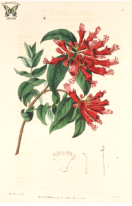 Grislea tomentosa. Botanical Register, vol. 1 (1815)