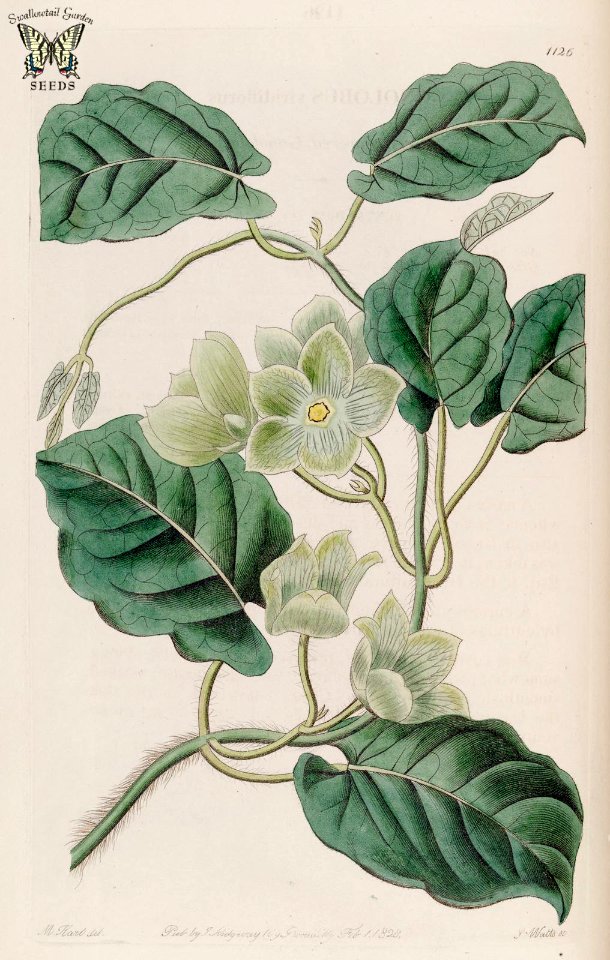 Milkvine. Matelea denticulata.  Botanical Register, vol. 13 (1827) [M. Hart]