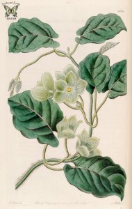 Milkvine. Matelea denticulata. Botanical Register, vol. 13 (1827) [M. Hart]. Free illustration for personal and commercial use.