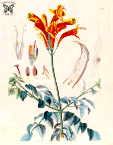 Cape honeysuckle. Tecoma capensis. Botanical Register, vol. 13 (1827) [M. Hart]