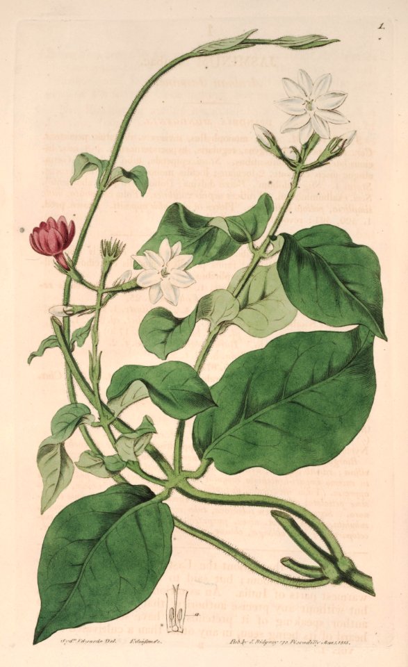 Arabian Jasmine. Jasminum sambac. Botanical Register, vol. 1 (1815) [S. Edwards]