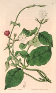 Arabian Jasmine. Jasminum sambac. Botanical Register, vol. 1 (1815) [S. Edwards]. Free illustration for personal and commercial use.