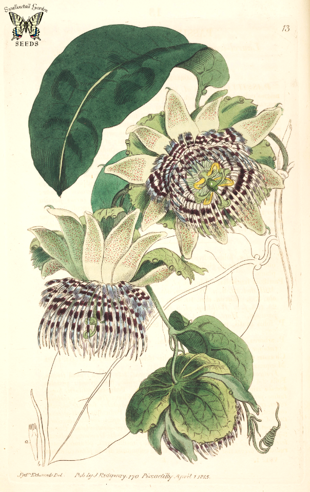 Passiflora laurifolia. Botanical Register, vol. 1 (1815) [S. Edwards]