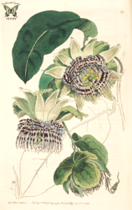 Passiflora laurifolia. Botanical Register, vol. 1 (1815) [S. Edwards]. Free illustration for personal and commercial use.