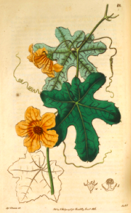 Ivy gourd, Scarlet gourd. Coccinia quinquelob. Botanical Register, vol. 1 (1815) [S. Edwards]