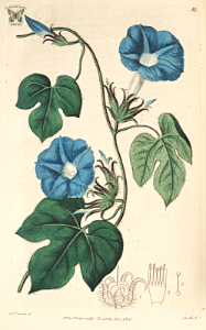 Japanese Morning glory. Ipomoea nil. Botanical Register, vol. 1 (1815) [S. Edwards]. Free illustration for personal and commercial use.