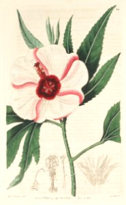 Hibiscus heterophyllus. Botanical Register, vol. 1: t. 29 (1815). Free illustration for personal and commercial use.