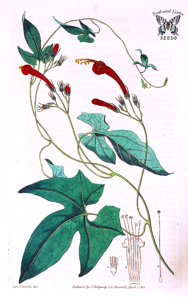 Star Ipomoea. Ipomoea hederifolia. Botanical Register, vol. 1 (1815) [S. Edwards]_
