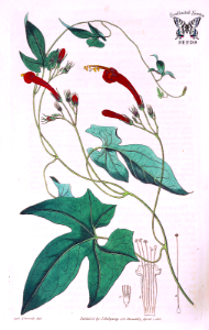 Star Ipomoea. Ipomoea hederifolia. Botanical Register, vol. 1 (1815) [S. Edwards]_
