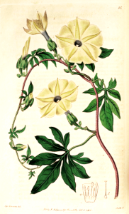'Edible' morning glory (Ipomoea tuberculata). Botanical Register, vol. 1 (1815) [S. Edwards]. Free illustration for personal and commercial use.
