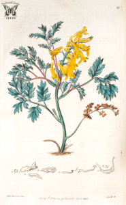 Corydalis aurea. Botanical Register, vol. 1 (1815) [S. Edwards]. Free illustration for personal and commercial use.