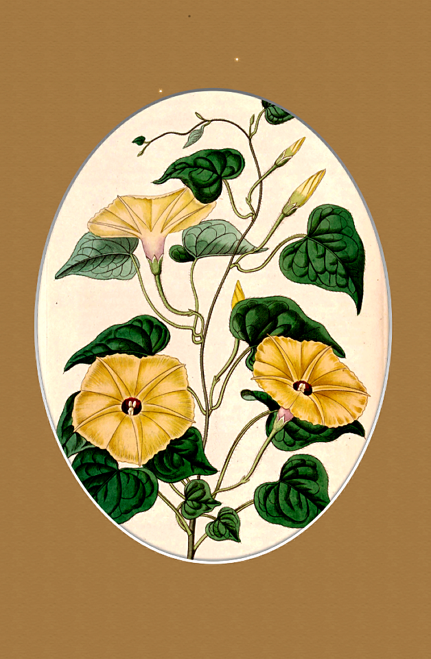 Ipomoea obscura. Styled from Botanical Register, vol. 13 (1827) [M. Hart]