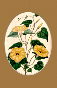 Ipomoea obscura. Styled from Botanical Register, vol. 13 (1827) [M. Hart]