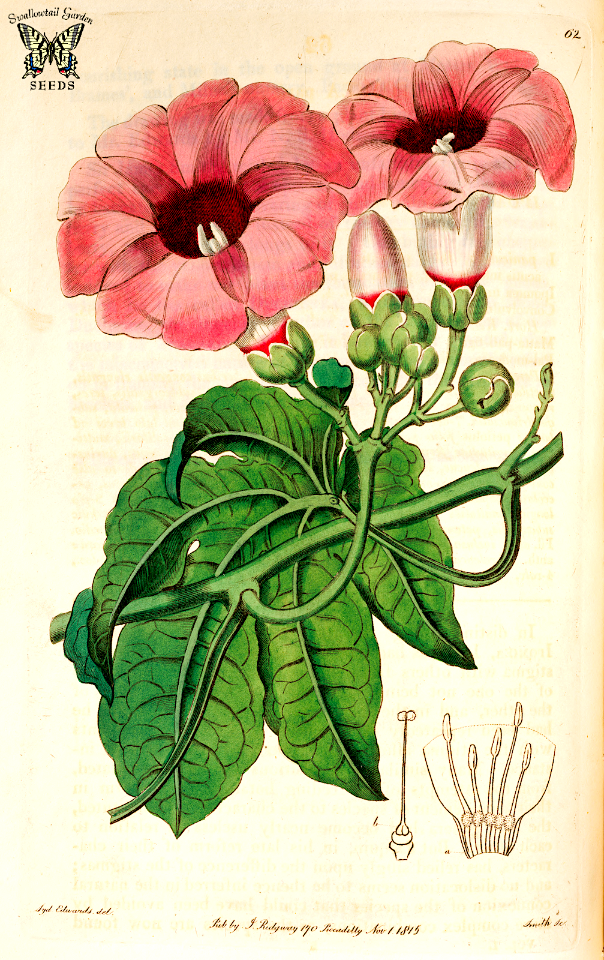 Giant potato morning glory (Ipomoea mauritiana).