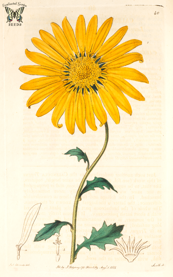 Dimorphotheca chrysanthemifolia. Botanical Register, vol. 1 (1815) [S. Edwards]
