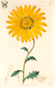 Dimorphotheca chrysanthemifolia. Botanical Register, vol. 1 (1815) [S. Edwards]. Free illustration for personal and commercial use.