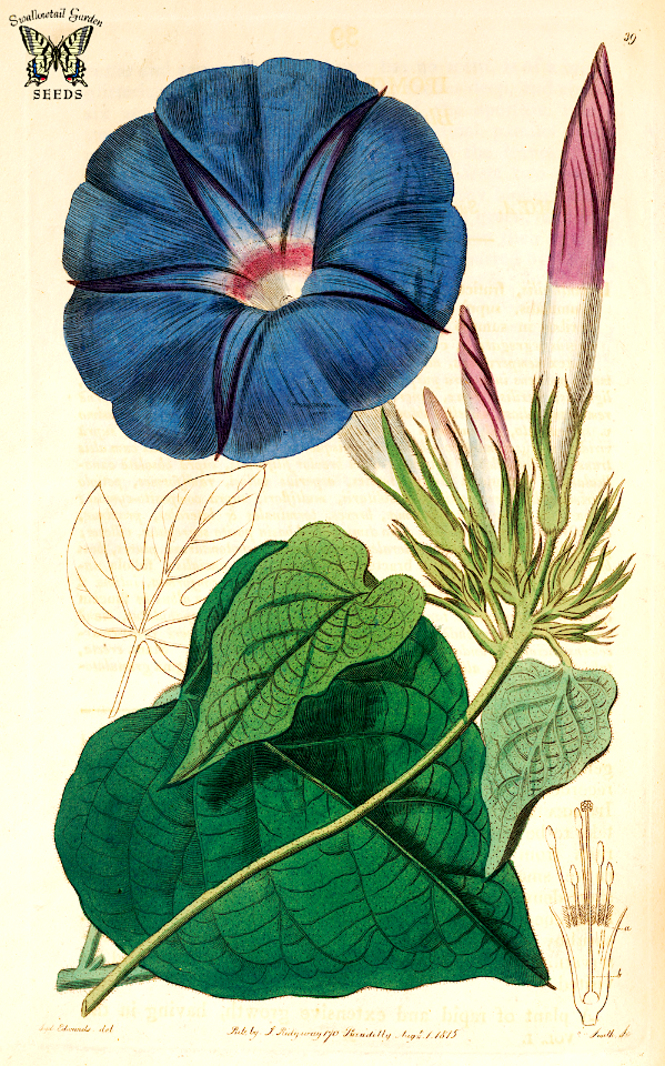 Blue dawn flower, Oceanblue Morning glory, Perennial Morning glory. Botanical Register, vol. 1 (1815) [S. Edwards]