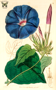 Blue dawn flower, Oceanblue Morning glory, Perennial Morning glory. Botanical Register, vol. 1 (1815) [S. Edwards]. Free illustration for personal and commercial use.