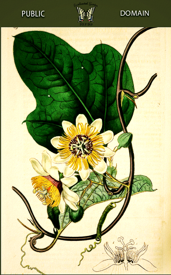 Passiflora holosericea. Botanical Register, vol. 1 (1815) [S. Edwards]