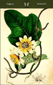 Passiflora holosericea. Botanical Register, vol. 1 (1815) [S. Edwards]. Free illustration for personal and commercial use.