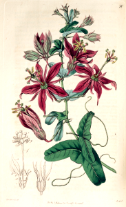 Leafy passion flower (Passiflora perfoliata). Botanical Register, vol. 1 (1815) [S. Edwards]. Free illustration for personal and commercial use.