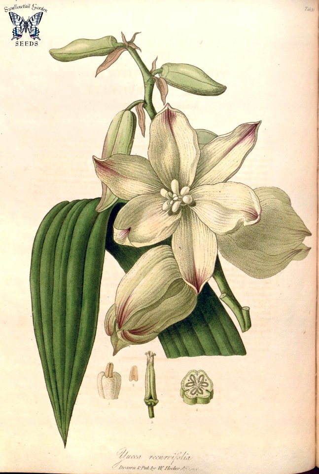 Yucca gloriosa (as Yucca recurvifolia) Hooker, W., Salisbury, R.A., The paradisus Londinensis (1805) [W. Hooker]. Free illustration for personal and commercial use.