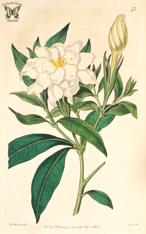 Cape Jasmine. Gardenia jasminoides. Botanical Register, vol. 1 (1815) [S. Edwards]