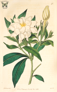 Cape Jasmine. Gardenia jasminoides. Botanical Register, vol. 1 (1815) [S. Edwards]. Free illustration for personal and commercial use.
