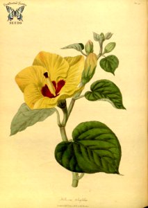 Hibiscus tiliaceus (as Hibiscus tiliifolius) Hooker, W., Salisbury, R.A., The paradisus Londinensis (1805) [W. Hooker]. Free illustration for personal and commercial use.