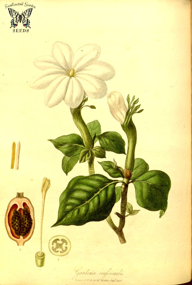 Stompdoom. Gardenia thunbergia (as Gardenia crassicaulis) Hooker, W., Salisbury, R.A., The paradisus  Londinensis (1805) [W. Hooker]