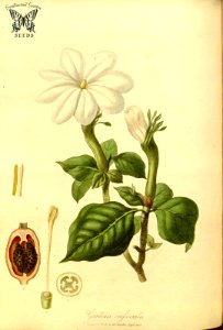 Stompdoom. Gardenia thunbergia (as Gardenia crassicaulis) Hooker, W., Salisbury, R.A., The paradisus Londinensis (1805) [W. Hooker]. Free illustration for personal and commercial use.