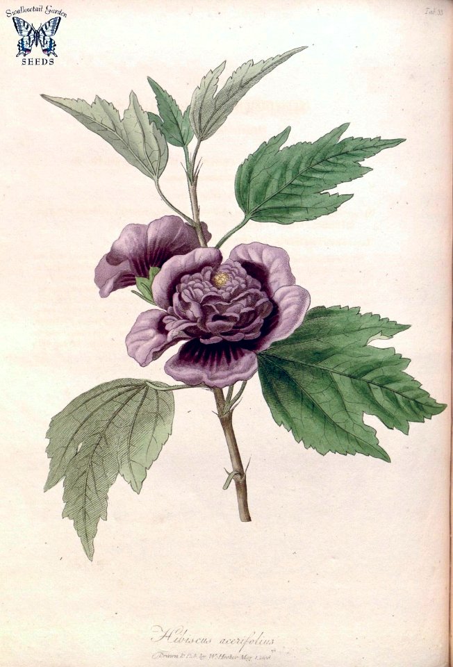 Rose of Sharon. Hibiscus syriacus (as Hibiscus acerifolius) Hooker, W., Salisbury, R.A., The paradisus  Londinensis (1805) [W. Hooker]