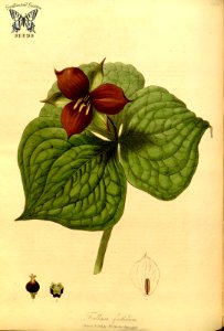 Stinking Benjamin. Trillium erectum (as Trillium foetidum) Hooker, W., Salisbury, R.A., The paradisus Londinensis (1805) [W. Hooker]. Free illustration for personal and commercial use.