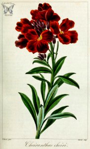 Wallflower. Erysimum cheiri. [as Cheiranthus cheiri] Herbier général de l’amateur, vol. 8 (1817-1827) [P. Bessa]. Free illustration for personal and commercial use.