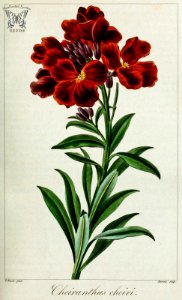 Wallflower. Erysimum cheiri. [as Cheiranthus cheiri] Herbier général de l’amateur, vol. 8 (1817-1827) [P. Bessa]
