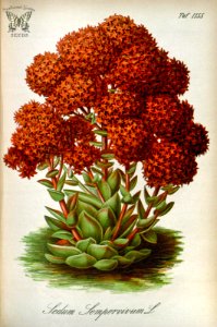 Rosularia sempervivoides, as Sedum sempervivum. Gartenflora [E. von Regel], vol. 33 (1884)
