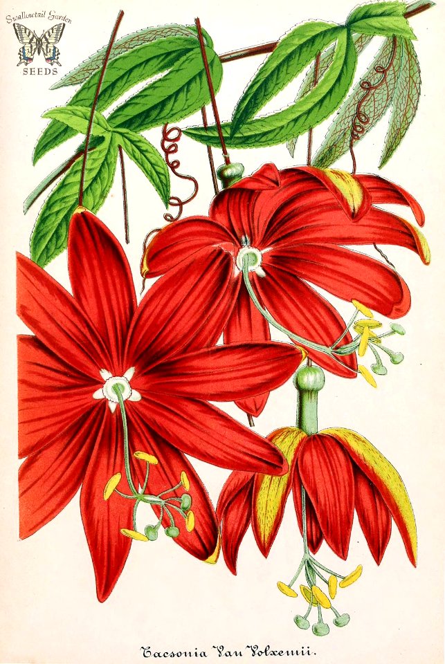 Vanilla Passion Vine. Passiflora antioquiensis, as Tacsonia vanvolxemii.  Illustrierte Garten-Zeitung (1865)
