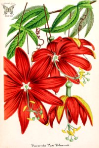 Vanilla Passion Vine. Passiflora antioquiensis, as Tacsonia vanvolxemii.  Illustrierte Garten-Zeitung (1865)