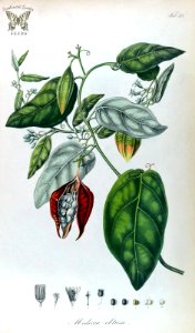 Adenia obtusa, as Modecca obtusa. Blume, C.L., Rumphia, vol. 1 (1835). Free illustration for personal and commercial use.